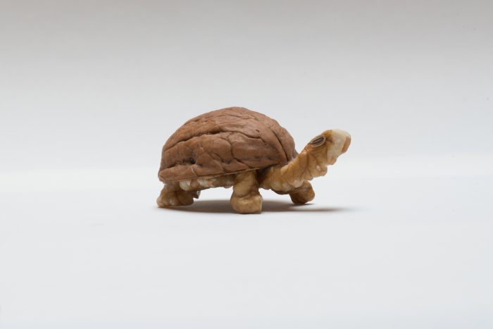 photo of turtle made out of a walnut by Kelly Crull