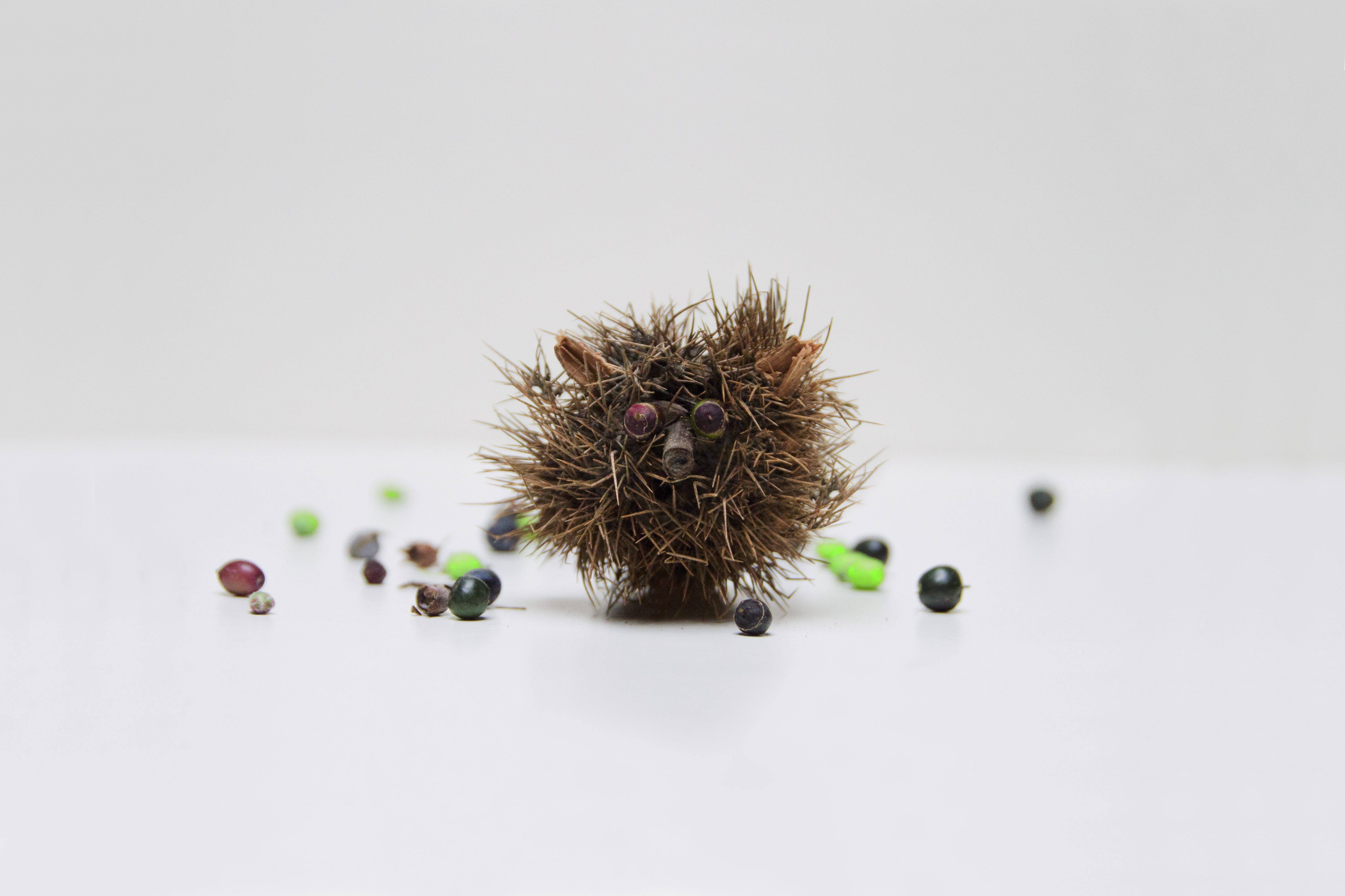 photo of a hedgehog made out of a chestnut shell and some twigs and berries by Kelly Crull